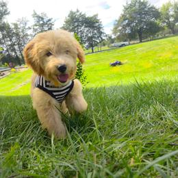 Bubbles - Apricot male Goldendoodle puppy in Harrisonburg, Virginia from Curlytail Doodles