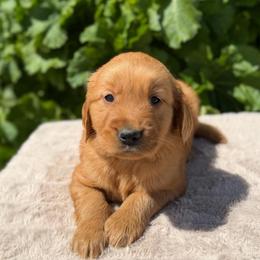 Orange - Dark golden male Golden Retriever puppy in Utah from Deseret Peak Goldens