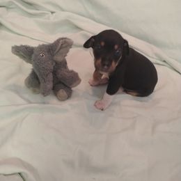 Comet - Black tan and white male Rat Terrier puppy in Harbison Canyon, California from Manumit Rat Terriers