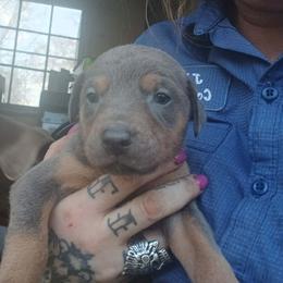 Boy 3 - Blue and rust male Doberman Pinscher puppy in Camden, South Carolina from Mo dobermans