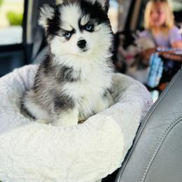 Burrito - Black and white female Pomsky puppy in Yavapai County, Arizona from Pawsh Pomskies