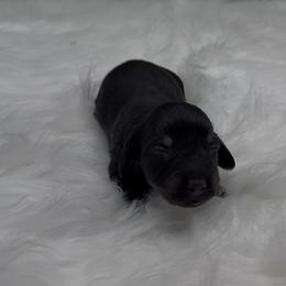 Black and Cream Smooth Longhair Boy - Black and cream male Dachshund puppy in Killeen, Texas from Southern Dachshunds