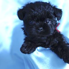 Affenpinscher and Lagotto Romagnolo Puppies from Skyfall and Morena