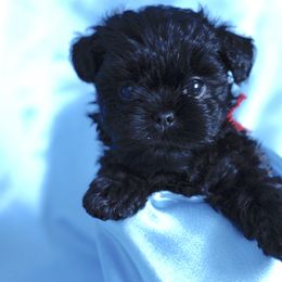 Affenpinscher and Lagotto Romagnolo Puppies from Skyfall and Morena