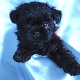Affenpinscher and Lagotto Romagnolo Puppies from Skyfall and Morena