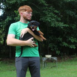 Girl 5 - Black and mahogany female Rottweiler puppy in Tallahassee, Florida from Patrick's Pups