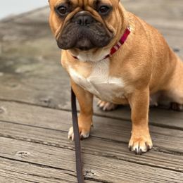 Phoenix - French Bulldog