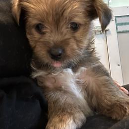 Crumb - Liver male Yorkshire Terrier puppy in Cameron, Oklahoma from Jane’s Yorkies
