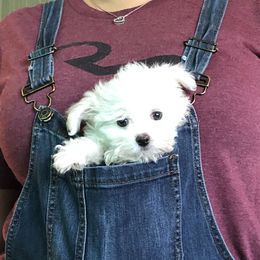 Presley - Maltese