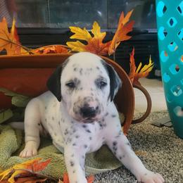 Archer - White and black male Dalmatian puppy in Grant, Michigan from Savannah Woltanski