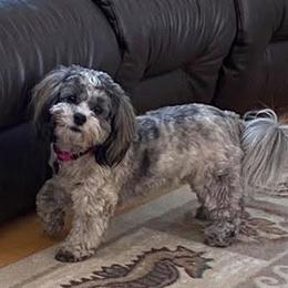 Crispy - Shichon