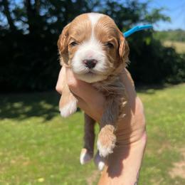 Light Blue Boy - Red  male Goldendoodle puppy in Richmond, Kentucky from The Doting Doodle