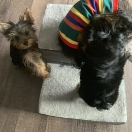 Yorkshire Terrier Puppies from Missy Lu Lap Puppies