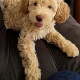 Bernedoodle, Goldendoodle, and Poodle Puppies from Loyal Companions of Tampa Bay