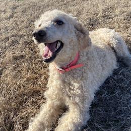 Luna - Aussiedoodle