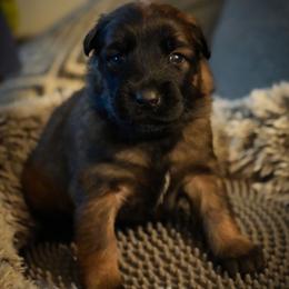 Sansa - Fawn female Belgian Malinois puppy in Baltimore, Maryland from Abenteurer German Shepherds & Belgian Malinois