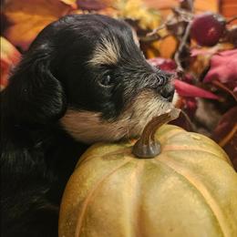 Beaux - Black and silver male Miniature Schnauzer puppy in Lumberton, Texas from 1 Smart Choice Schnauzers Babies