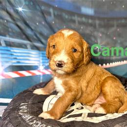 Camaro - Apricot female Goldendoodle puppy in Chelan, Washington from North Cascades Doodles