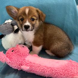 Male 3 - Sable male Pembroke Welsh Corgi puppy in Moundville, Alabama from Cartee Corgis - Debi Cartee Mills