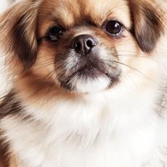 Mae - Tibetan Spaniel