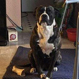 Jessie - American Bulldog