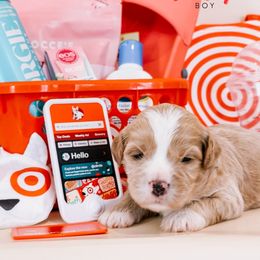 Bullseye - Red male Australian Labradoodle puppy in Valley Springs, California from Blue Denim Doodles