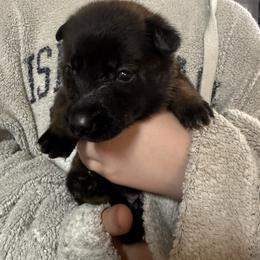 Purple - Fawn sable female Belgian Malinois puppy in Boise, Idaho from Wings of Freedom Retrievers and Malinois