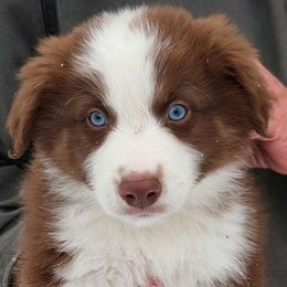 Beau - Red tri-color male Australian Shepherd puppy in Falcon, Missouri from Edge Farm LLC