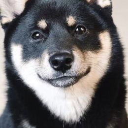 Tofu - Shiba Inu