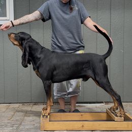 Heathen - Black and Tan Coonhound