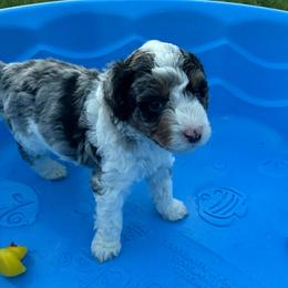 Boy 2 (red vine) - Blue merle male Aussiedoodle puppy in Paradise, Texas from Diamond Z Poodles & Doodles