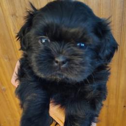 Liberty - Libby - Black female Shih Tzu puppy in Palmyra, New York from Karen's Tzus of Palmyra-Macedon