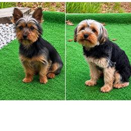 Yorkshire Terrier puppies from Gone to the Dogs Kennel