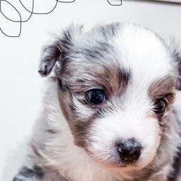 Australian Shepherds from Rocky Top Paws
