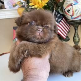 Boy 2 - Chocolate male Shih Tzu puppy in Troy, Michigan from "Shihtzu Best Friend"