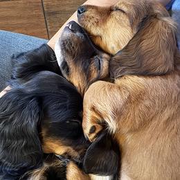 Dachshund Puppies from Mountain Thyme Homestead