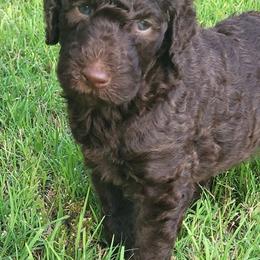 Aster - Chocolate male Goldendoodle puppy in Pilot Point, Texas from K9 Sidekicks, LLC