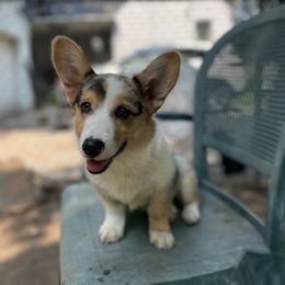 American Corgi and Pembroke Welsh Corgi Puppies from Weatherby’s Corgis