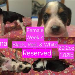 Rena Pink Female - Black red and white female Beagle puppy in Bemidji, Minnesota from Nse Farms Beagles
