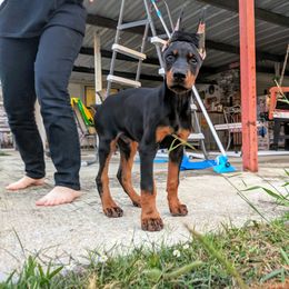 Doberman Pinscher Puppies from Doig Dobermans