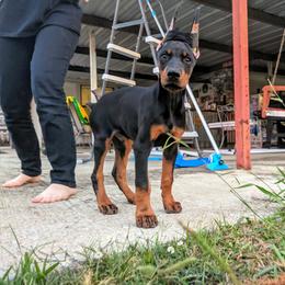 Doberman Pinscher Puppies from Doig Dobermans