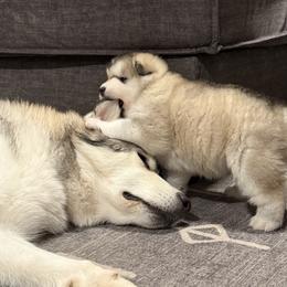 Alaskan Malamute Puppies from Alpenglow Alaskan Malamutes