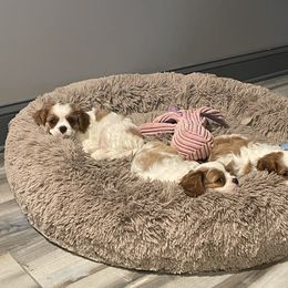 Cavalier King Charles Spaniel Puppies from Buck Creek