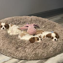 Cavalier King Charles Spaniel Puppies from Buck Creek
