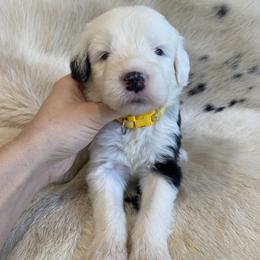 F4- TBD Show Pick - Gray and white female Old English Sheepdog puppy in Tulsa, Oklahoma from Yadah Sheepdogs