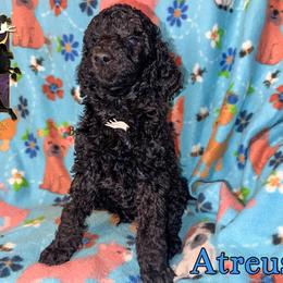 Atreus - Black male Poodle puppy in Winston Salem, North Carolina from Bewitching Kennels