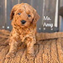Amy - Red  female Goldendoodle puppy in Sacramento, California from Dandy Doodles Goldendoodles