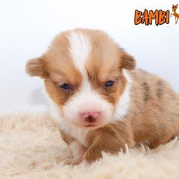 Bambi - Red merle and white male American Corgi puppy in Star City, Arkansas from T4 Farms