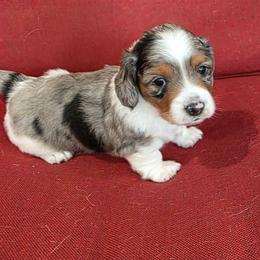 Boy 1 - Dapple male Dachshund puppy in Farmerville, Louisiana from Hancock House of Basset Hounds & Mini Dachshunds