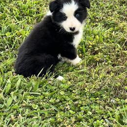 Border Collie and Miniature Australian Shepherd Puppies from Ross Vegas Kennels